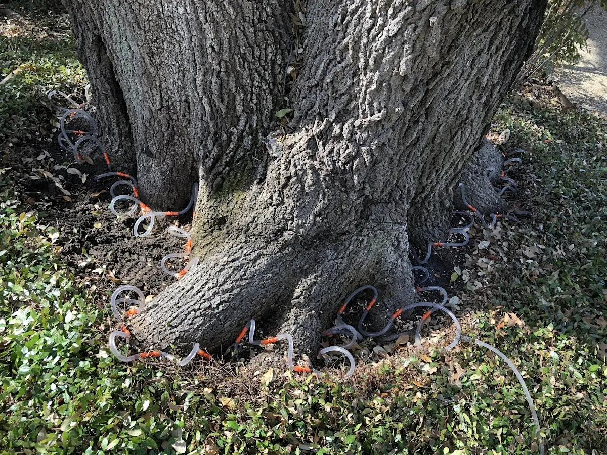 Detailed Tree Cabling and Bracing job site in Mexico Beach