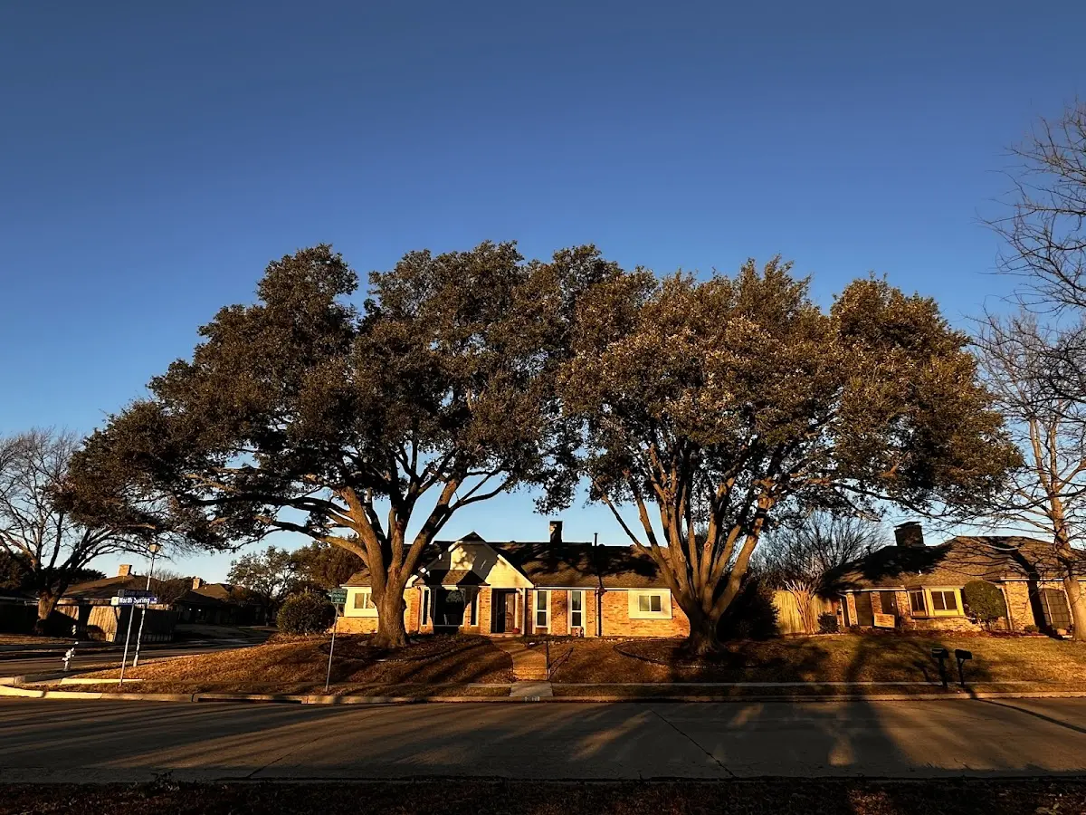 Established residential canopy tree shading a home in Mexico Beach